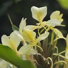 White Ginger Lilly Oil 1